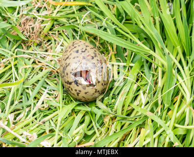 Craigleith Insel, Erhabene, Schottland, Großbritannien. Nahaufnahme einer Silbermöwe, Larus argentatus, liegend im Gras Anfang mit Eigelb sichtbar für Limousine Stockfoto