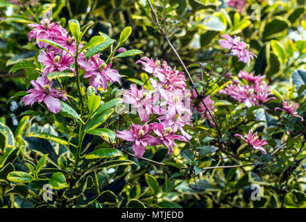 Rosa Clematis montana Weben durch die Äste eines bunten Holly Tree Stockfoto