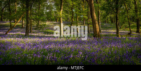 Bluebell Woods Stockfoto