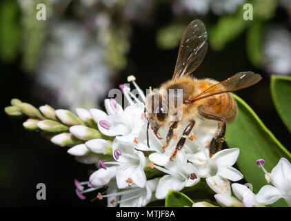 Biene bestäubt weiße Blumen Makro Stockfoto