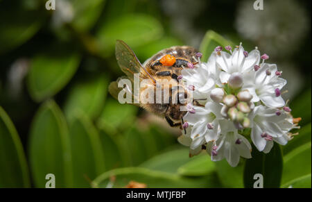 Biene bestäubt weiße Blumen Makro Stockfoto