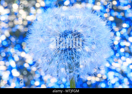 Schöne Löwenzahn mit Samen auf Bokeh blauen Hintergrund. In der Nähe von wunderschönen flauschigen Löwenzahn mit nahtloser Muster auf Kunst Hintergrund. Stockfoto