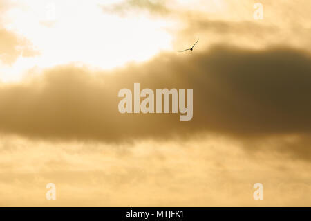 Flussseeschwalbe (Sterna hirundo) silhouette Fliegen bei Sonnenuntergang mit goldenen Wolken und Sunbeam in Ses Salines Naturpark (Formentera, Balearen, Spanien) Stockfoto