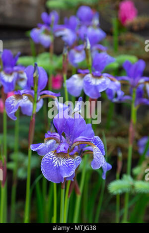 Eine Gruppe von Sibirischen Iris in einem englischen Country Garden Stockfoto