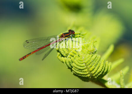 Ein Mann großen roten damselfly (Pyrrhosoma nymphula) auf eine Entfaltung farn Wedel Stockfoto