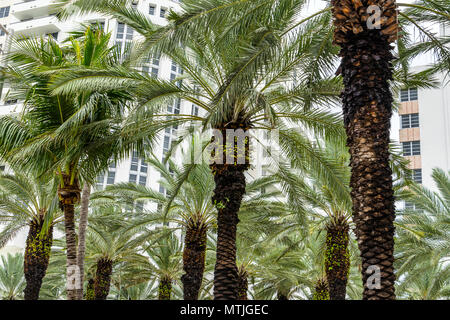 South Beach in Miami, Florida Stockfoto