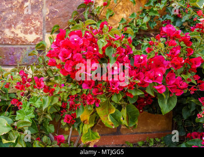 Hell Magenta Rot bougainvillea Blüte gegen die Wand Stockfoto