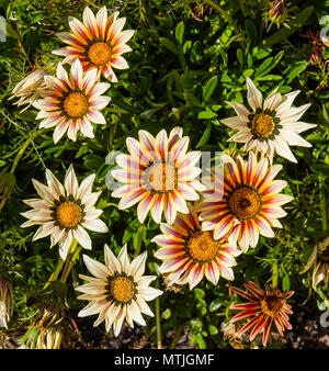 Bunt bemalten Daisies in Bloom Stockfoto