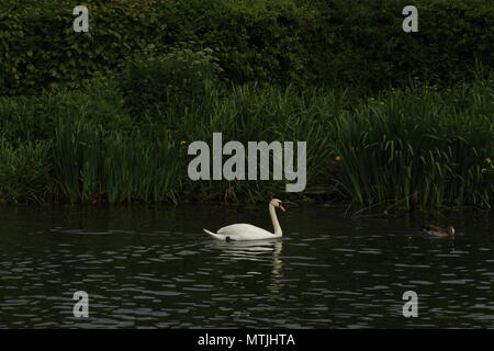 Wildlife Habitat - Single Höckerschwan (Cygnus olor) Erkundung der Wasserstraße am Henley on Thames, Großbritannien. Platz für Kopieren. Stockfoto