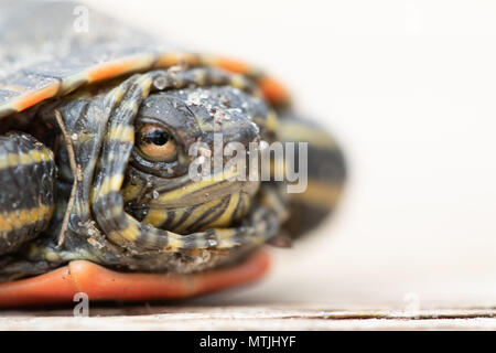 Baby gemalte Schildkröte nur im Frühjahr geschlüpft Stockfoto