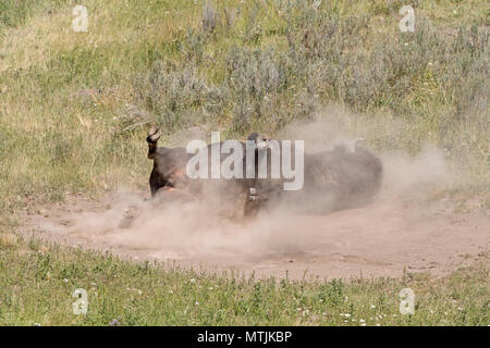 Bison Rollen in den Staub im Hayden Valley, Yellowstone National Park in Wyoming Stockfoto