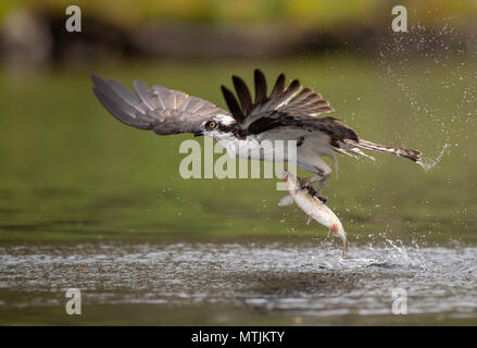 Osprey Angeln Stockfoto