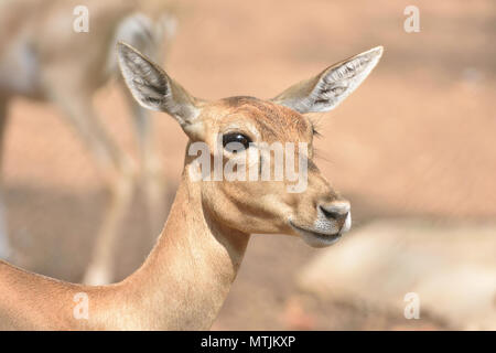 Frau Schwarz Buck Stockfoto