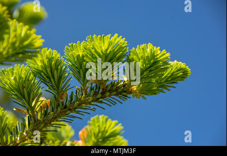 Tier und Natur Bilder aus der ganzen Welt. Kühe, Schnecken und Pflanzen Stockfoto