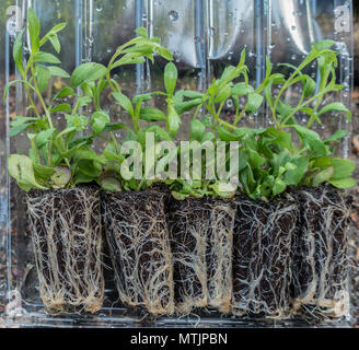 Fünf Erigeron karvinskianus, aka Mexikanischen Berufskraut, Setzlinge, wie man es von einem Kindergarten gebucht und warten darauf, gepflanzt werden. Stockfoto