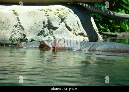 Hippo unter Wasser im Pool Stockfoto