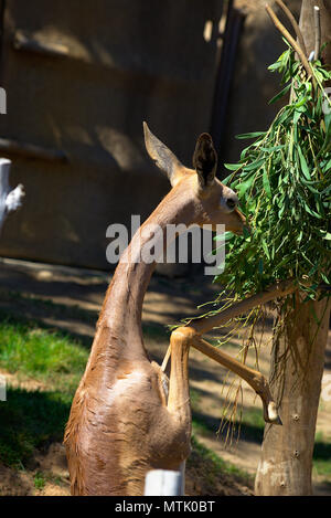 Weibliche Gerenuk steht auf den Hinterbeinen Blätter essen Stockfoto