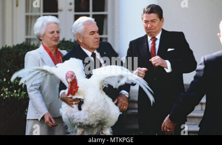 Präsident Ronald Reagan begnadigungen der Thanksgiving die Türkei im November 1984. Foto von Dennis Brack Stockfoto