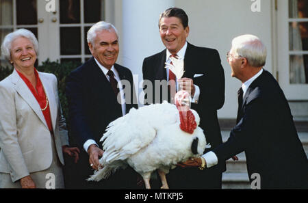 Präsident Ronald Reagan begnadigungen der Thanksgiving die Türkei im November 1984. Foto von Dennis Brack Stockfoto