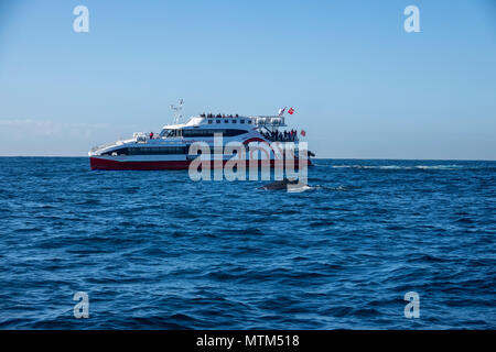 Buckelwal aus Sydney Heads, Australien Stockfoto