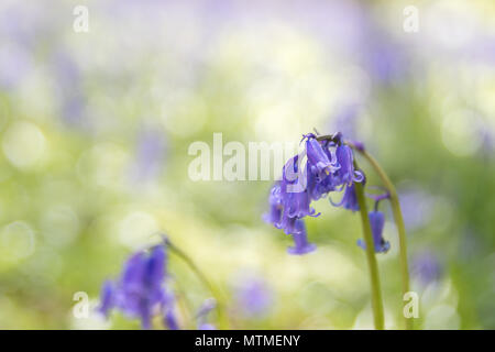 Nahaufnahme einer Glockenblume. Stockfoto