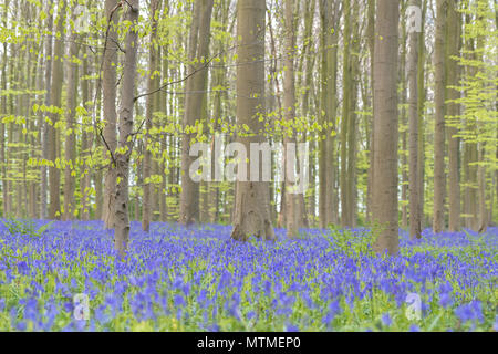 Landschaft @ Hallerbos in Belgien. Es ist ein magischer Wald mit glockenblumen aller im Frühjahr statt. Stockfoto