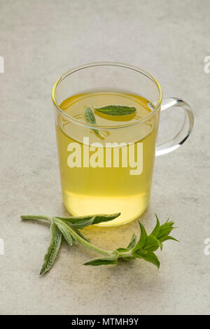Glas Tee mit einem Zweig frischen grünen ironwort, sideritus, für Kräutertee Stockfoto