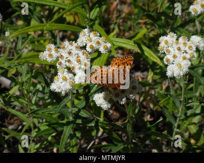 Bunte Fritillary Orange Schmetterling ruht auf kleinen weißen Blüten Stockfoto