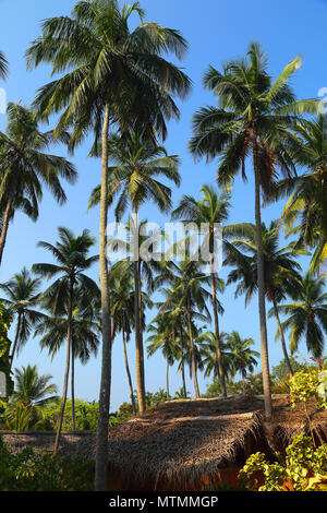 Hütte unter Kokospalmen Stockfoto