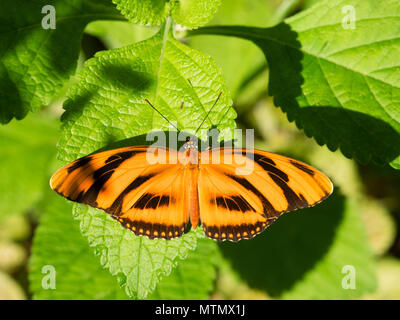 Orangentiger Schmetterling auf der Halbinsel Papgayo in Guanacaste, Costa Rica Stockfoto