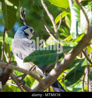 White-throated Magpie-Jay (Calocitta Formosa) im Baum im Four Seasons auf der Halbinsel Papagayo, in der Provinz Guanacaste in Costa Rica Stockfoto