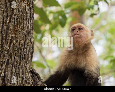 White-faced Kapuzineraffen (Cebus capucinus) in den Bäumen der trockenen Wald, Peninsula Papagayo, Guanacaste, Costa Rica Stockfoto