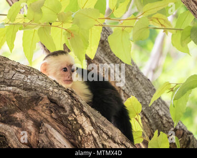 White-faced Kapuzineraffen (Cebus capucinus) in den Bäumen der trockenen Wald, Peninsula Papagayo, Guanacaste, Costa Rica Stockfoto