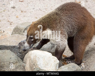 Eine weiße Nase coatimundi (Nasua narica) Grünfutter für Essen im Four Seasons Resort auf der Halbinsel Papagayo, in der Provinz Guanacaste in Costa Rica Stockfoto