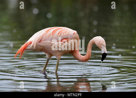 Chilenischer Flamingo, Phoenicopterus kann man Heimisch in Südamerika Stockfoto