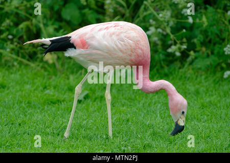 Anden Flamingo - Phoenicoparrus andinus Stockfoto