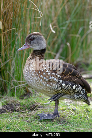 Gefleckte Pfeifen - Ente - Dendrocygna guttata aus Indonesien Stockfoto