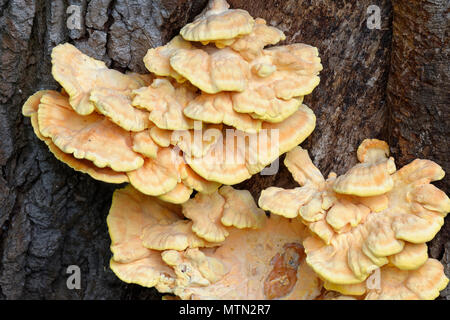 Huhn auf den Wald oder Schwefel Regal - Laetiporus sulfureus gelbe Halterung Pilz wachsen auf Eiche Stockfoto