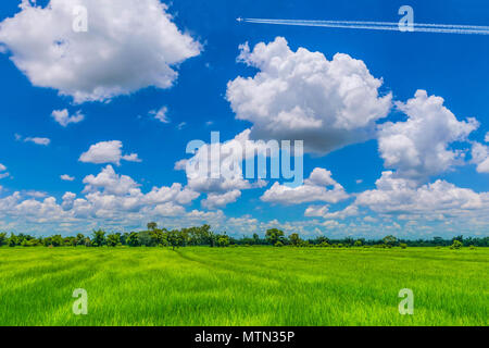 Die Soft Focus Green Rohreis Feld, der wunderbar schönen Himmel, und cloud. Das Land Lifestyle in Thailand. Stockfoto