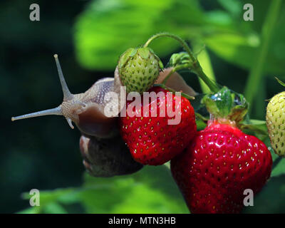 Schnecke kriecht auf frische Erdbeeren ist, Schnecken in Ihrem Garten Nahaufnahme Stockfoto