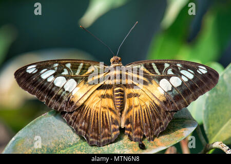 Clipper Schmetterling - Parthenos Sylvia, schöne bunte butterly aus asiatischen Büsche und Wälder. Stockfoto