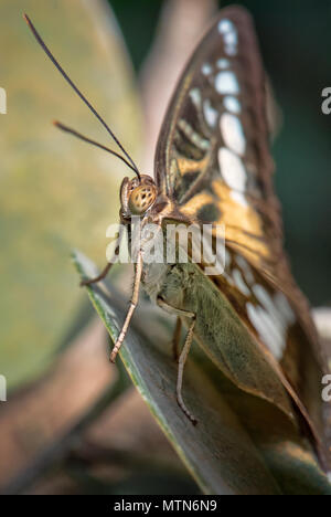 Clipper Schmetterling - Parthenos Sylvia, schöne bunte butterly aus asiatischen Büsche und Wälder. Stockfoto