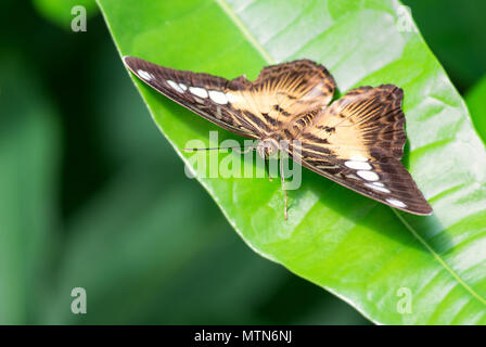 Clipper Schmetterling - Parthenos Sylvia, schöne bunte butterly aus asiatischen Büsche und Wälder. Stockfoto