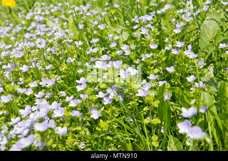 Wiese voller Blumen und Gras im Frühling. Stockfoto