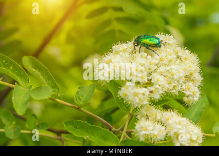 Grüne Käfer auf blühenden weißen Rowan Blume Stockfoto