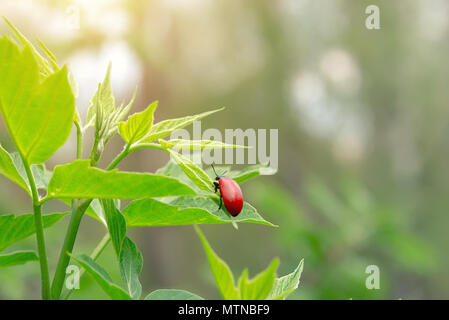 Ein roter Käfer sitzt auf einem Busch Blatt, ein Marienkäfer auf einem grünen Zweig Feeds auf ein Blatt eines Baumes Stockfoto