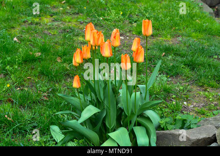 Rot und orange Tulpen vor dem hintergrund der grünen Gras. Stockfoto