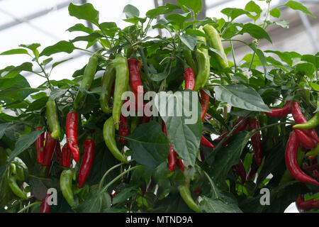 Reife Chilis und Paprika hängen an einem Strauch Stockfoto