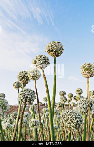 Natürliche ländliche Ansicht von Zierpflanzen Lauch Zwiebeln Blumen gegen den blauen Himmel im Abendlicht, Vertikal, Low Angle View Stockfoto