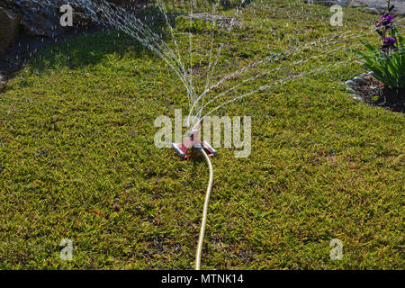 Die Bewässerung der Gras mit einer Sprinkleranlage zu einem Schlauch befestigt. Stockfoto